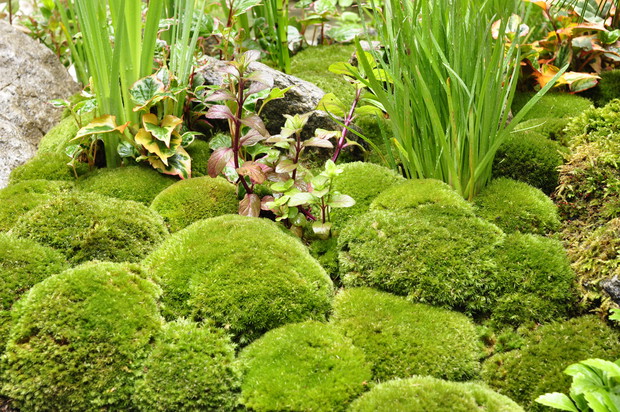 Chelsea Flower Show 2019 (11)