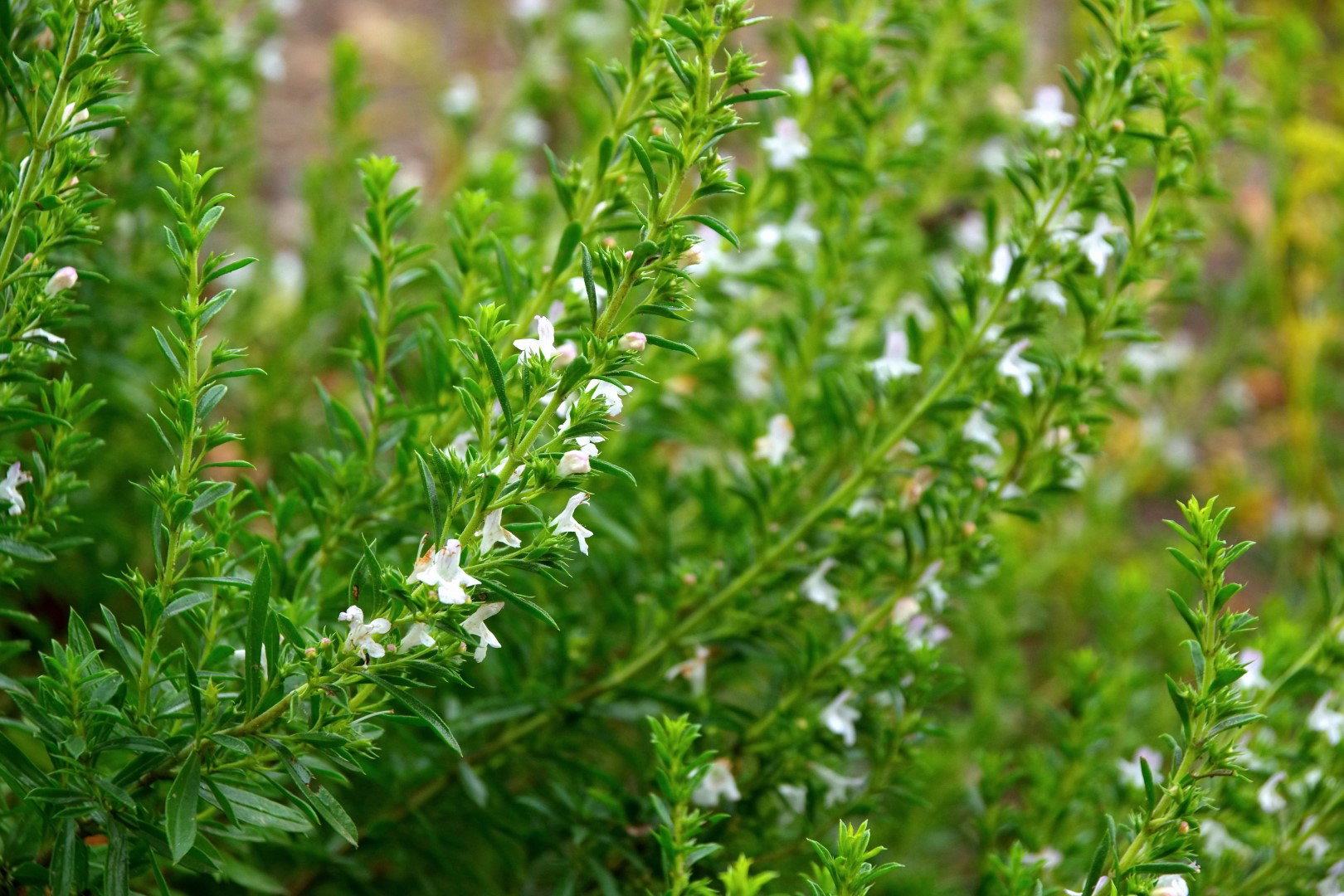 Cząber ogrodowy Satureja montana