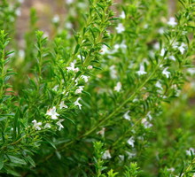 Cząber ogrodowy Satureja montana