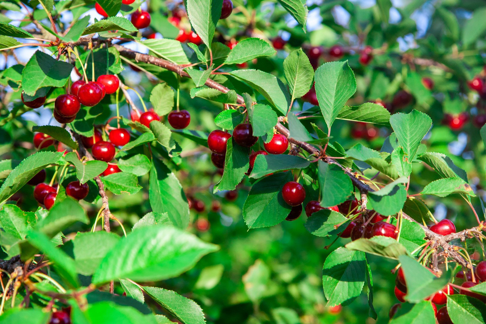 czereśnie na gałęzi