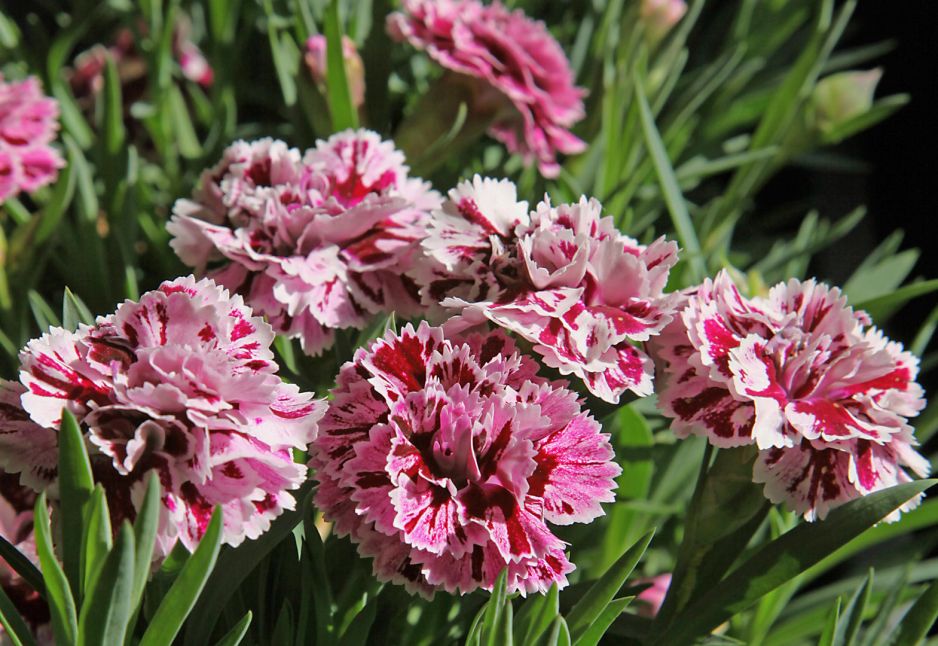 gozdzik-dianthus-zdj-adobe-stock.jpeg