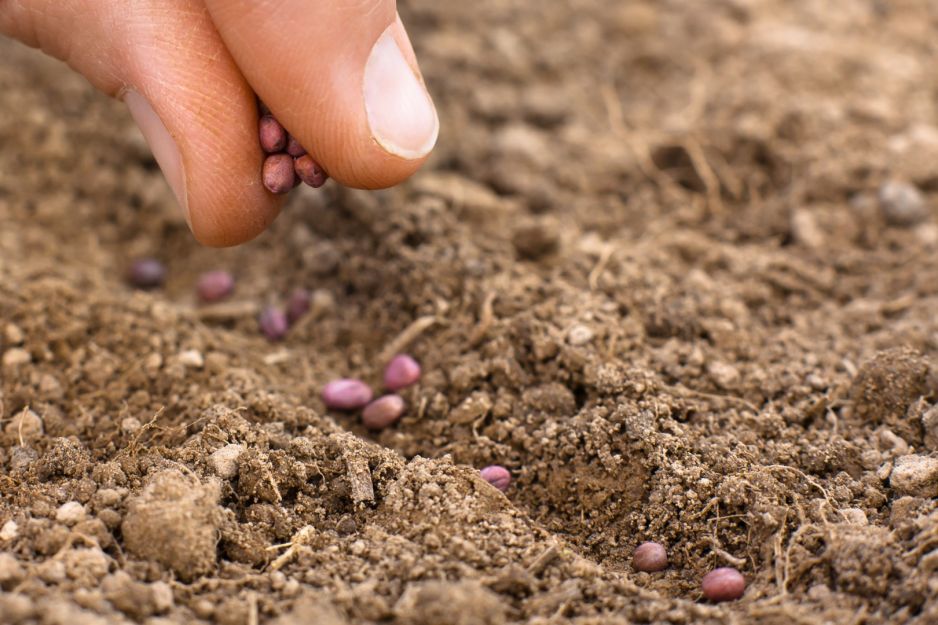 sadzenie-nasion-rzodkiewki.jpeg