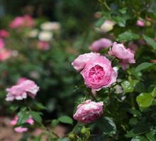 roze-w-rosarium.jpeg