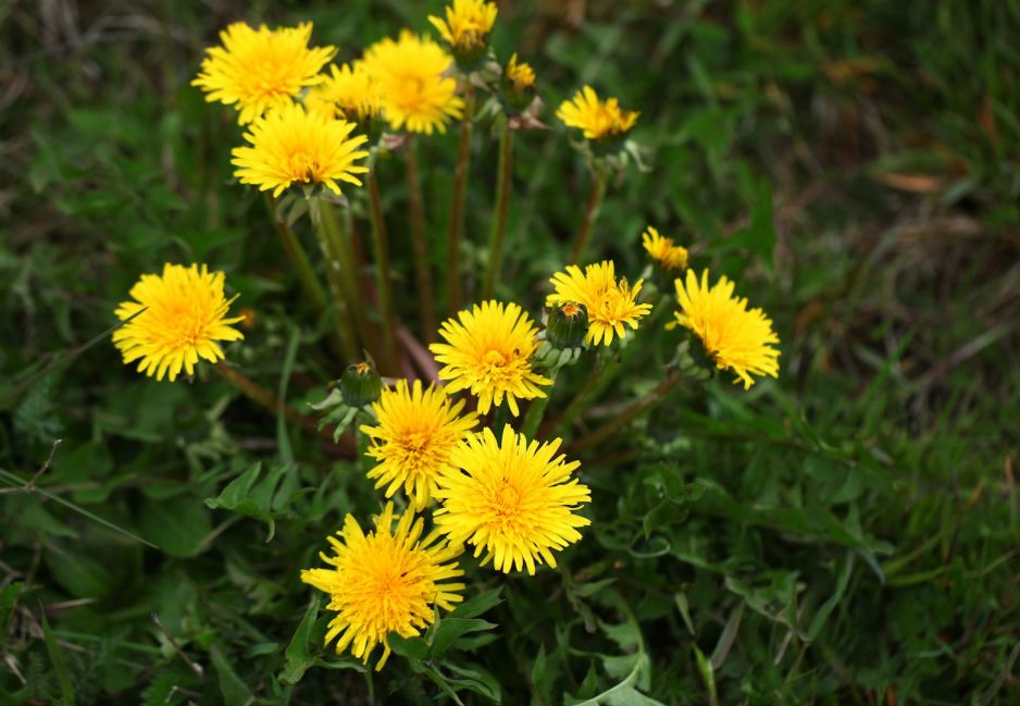 mlecz-sonchus-zdj-fotolia-com.jpeg