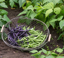 fasola szparagowa grządka