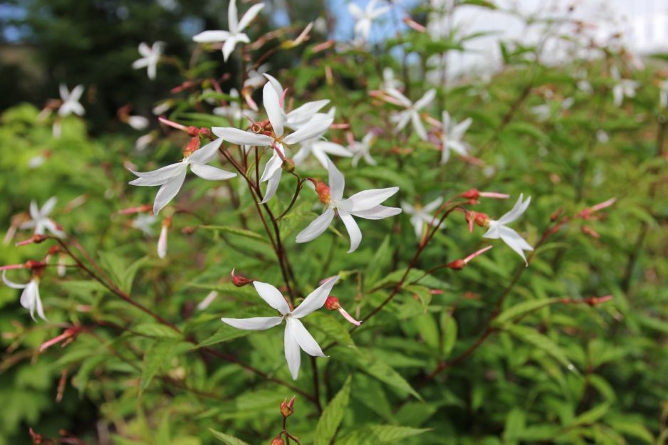 gillenia-trojlistkowa-gillenia-trifoliata.jpeg
