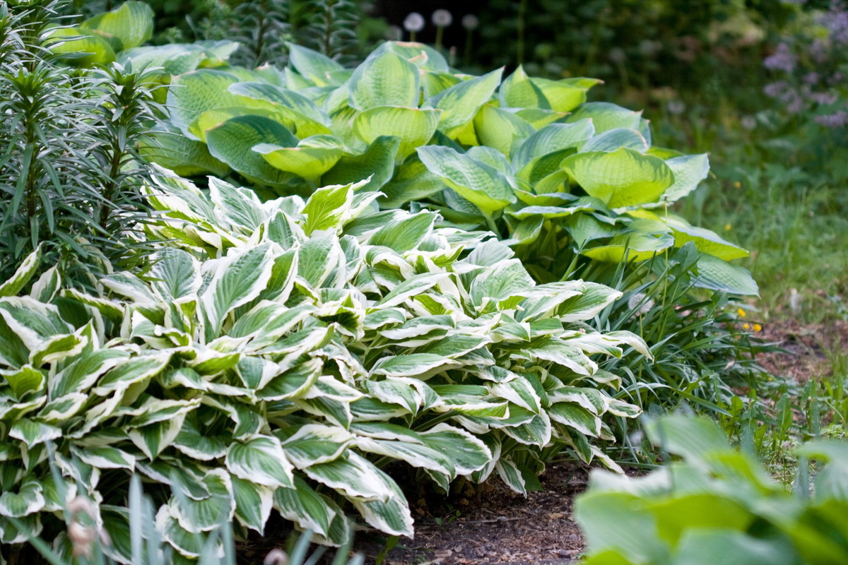 funkia hosta