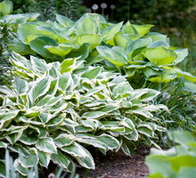 funkia hosta
