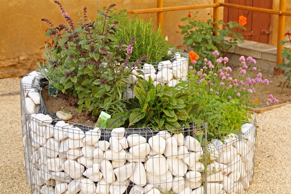 gabion z ziołami