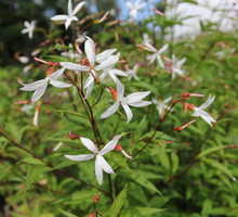 Gillenia trójlistkowa Gillenia trifoliata