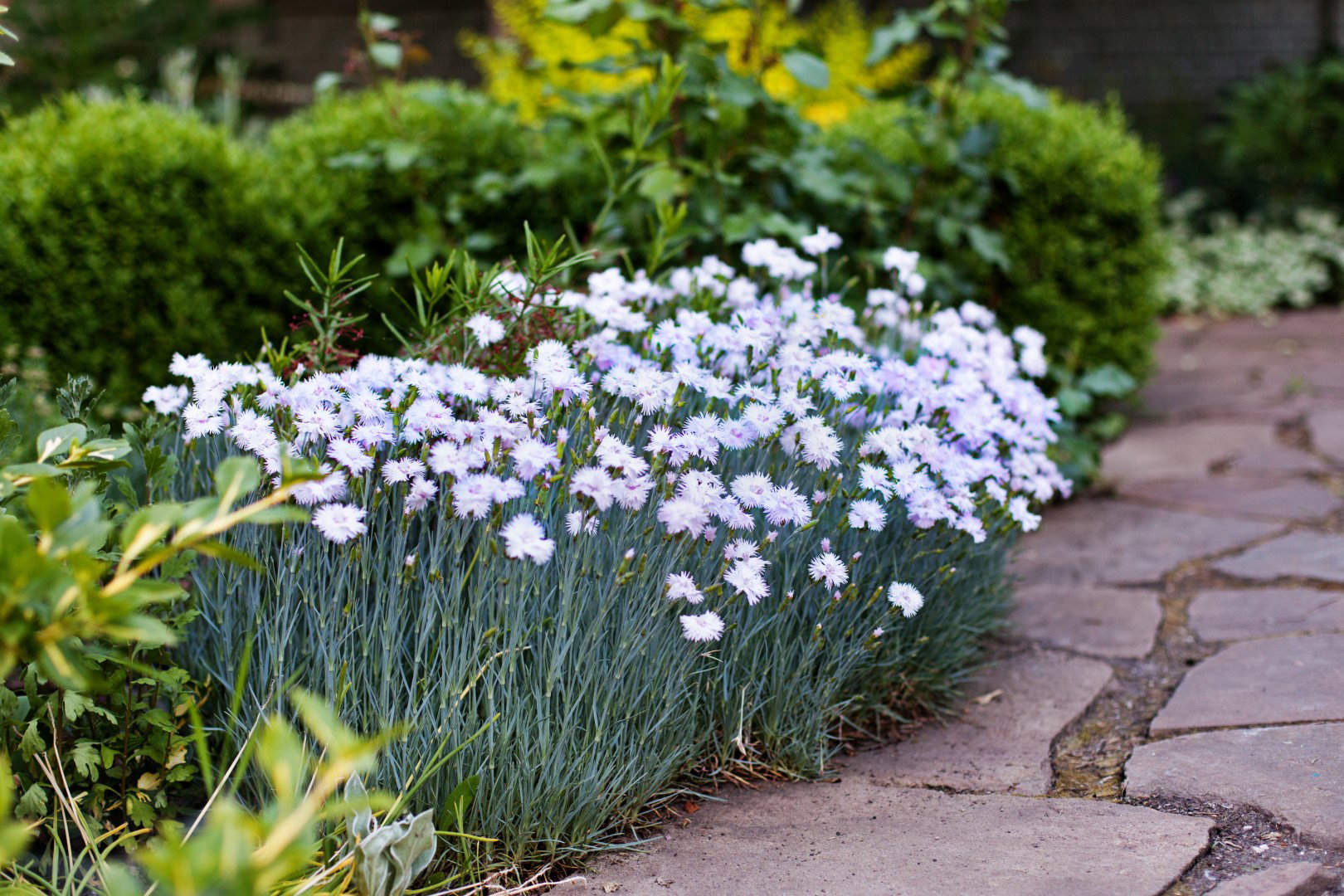 Goździk pierzasty Dianthus plumarius