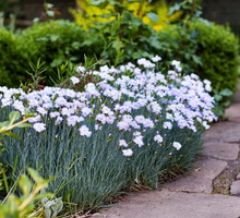 Goździk pierzasty Dianthus plumarius