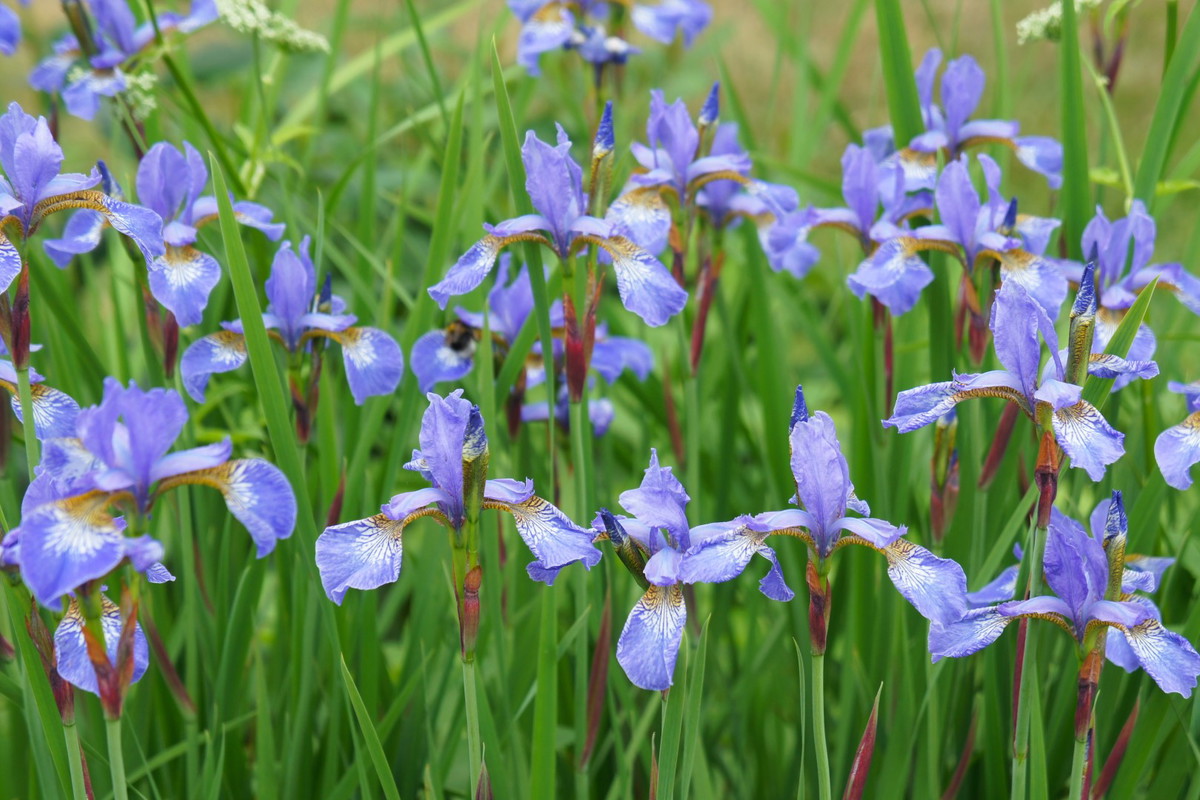 Iris siberian