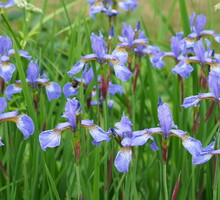 Iris siberian
