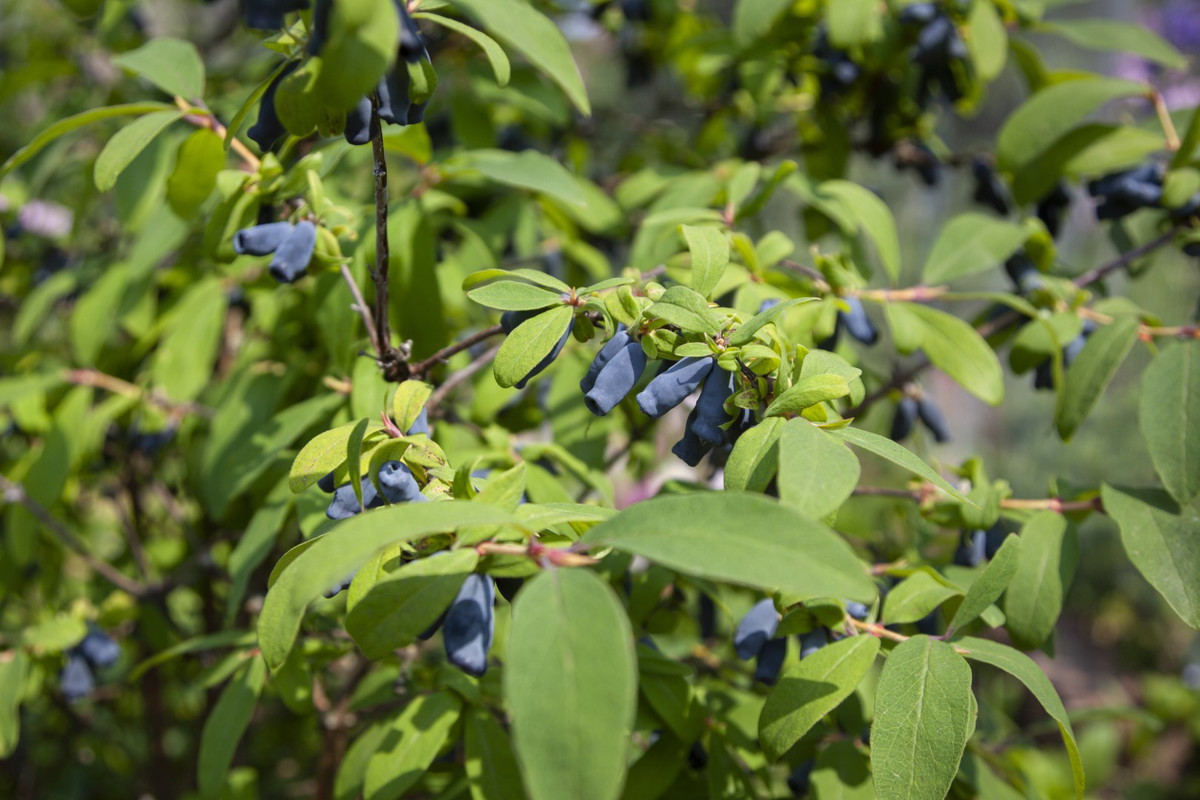 jagoda kamczacka lonicera caerulea