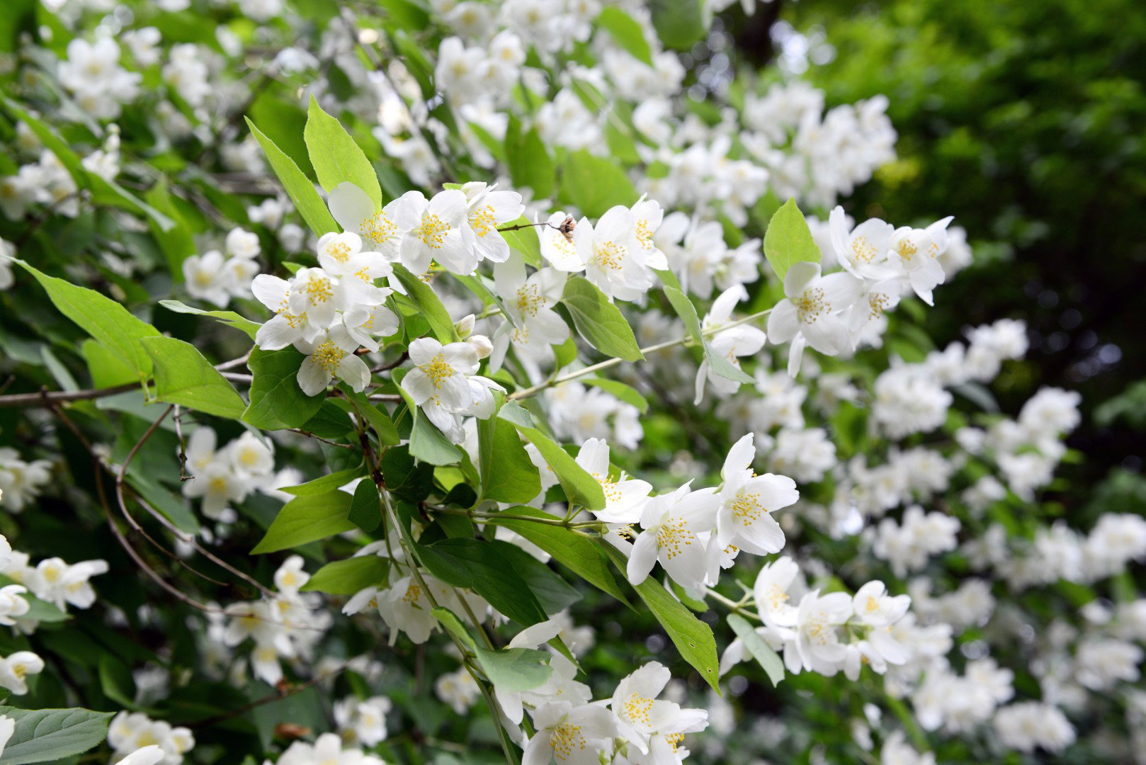 Jaśminowiec wonny Philadelphus coronarius