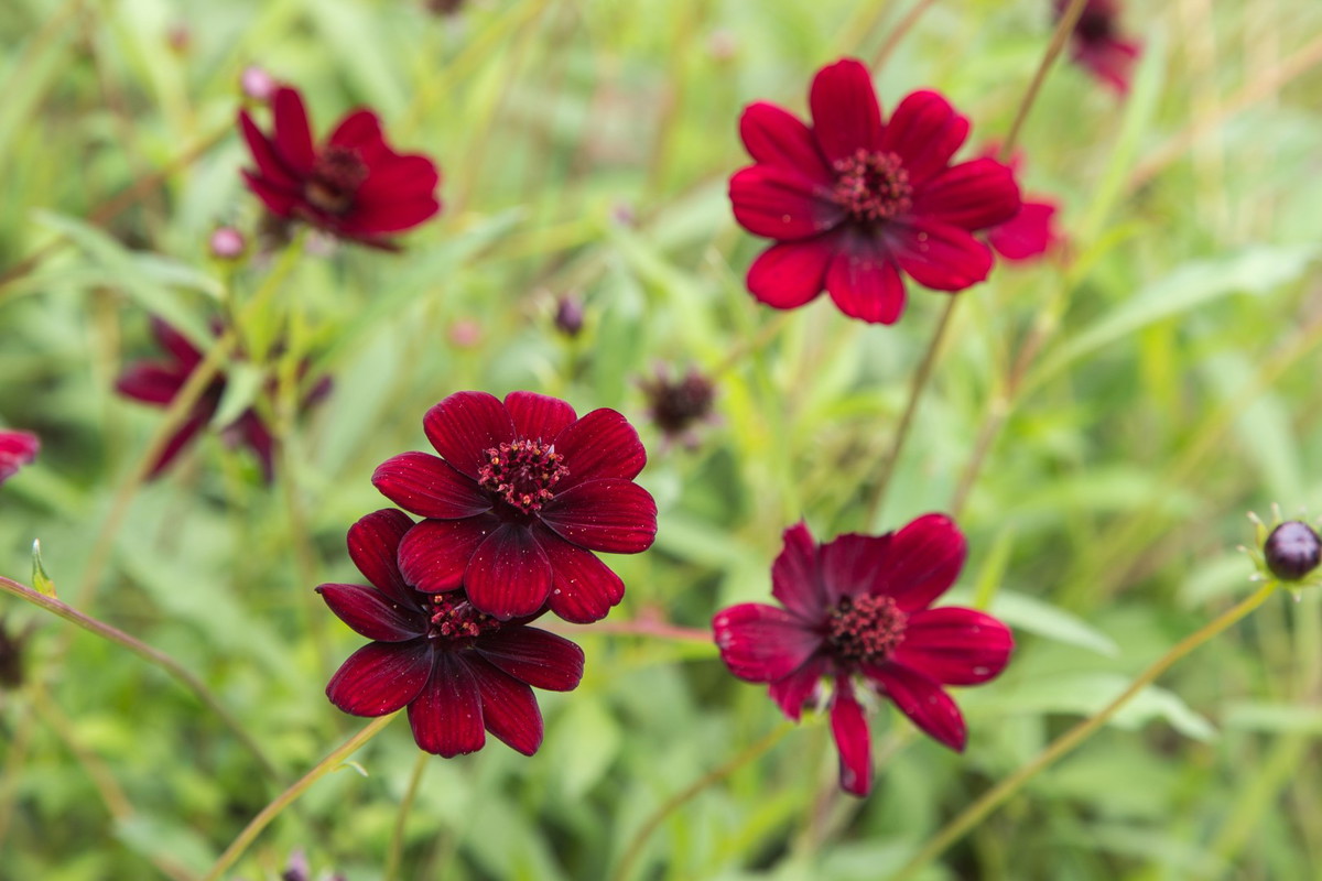 kosmos czekoladowy Cosmos atrosanguineus