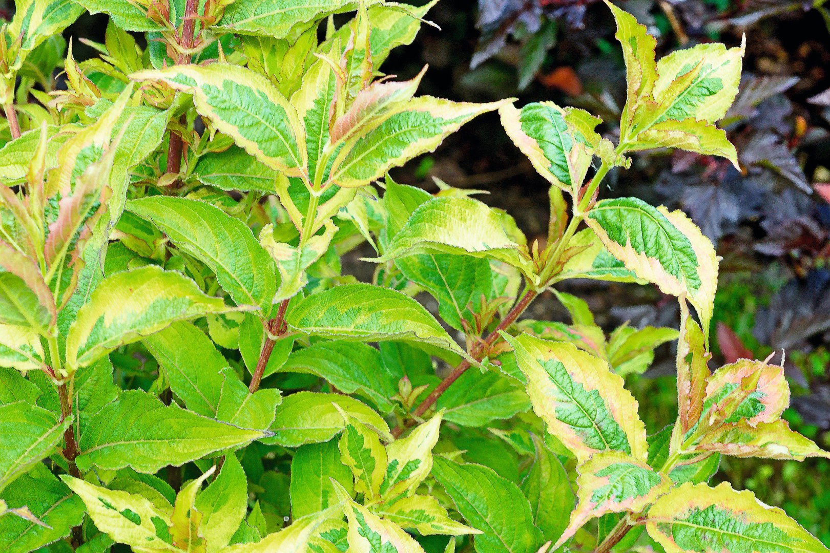 krzewuszka cudowna 'My Monet'