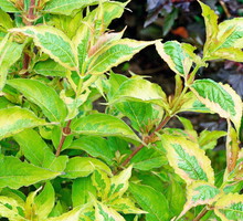 krzewuszka cudowna 'My Monet'