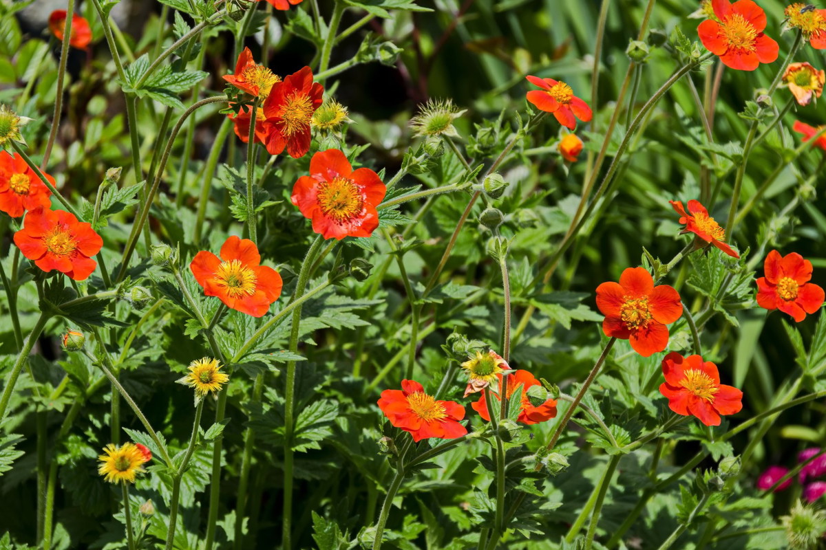Kuklik Geum