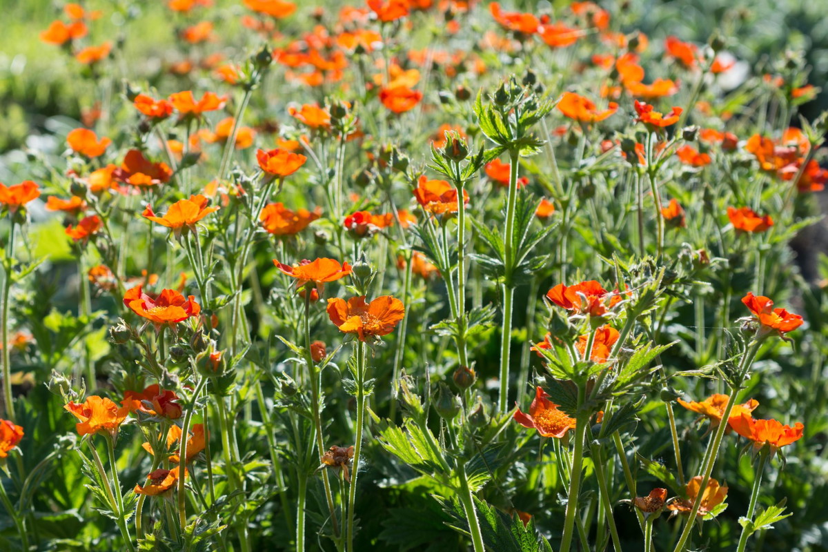 kuklik geum