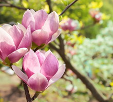 kwiaty magnolii wiosną