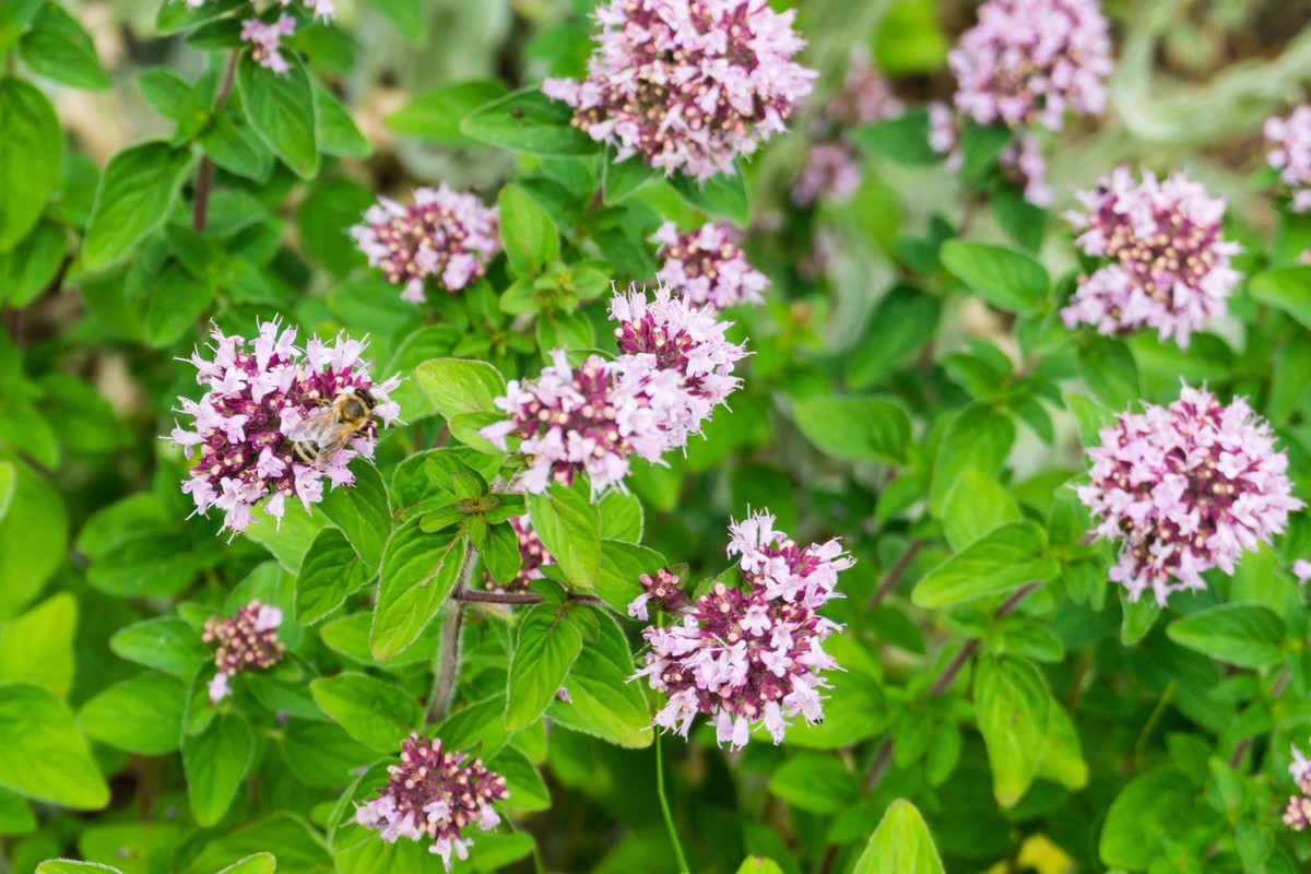 kwitnące oregano