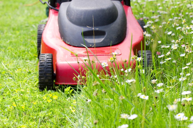letnie koszenie trawnik