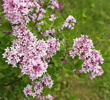 Lilak Meyera ‘Palibin’