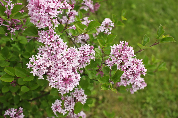 Lilak Meyera ‘Palibin’
