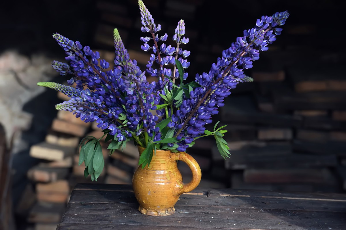 łubiny w wazonie