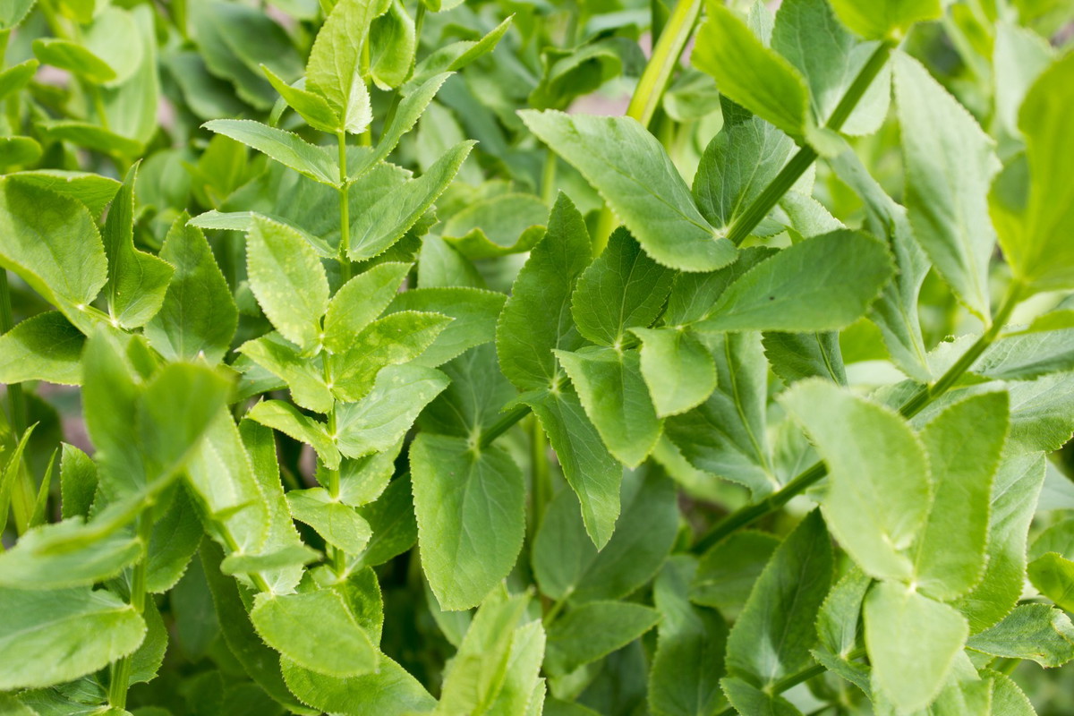 Marek Kucmerka Sium sisarum