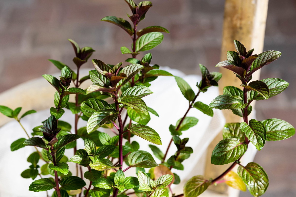 mięta cytrynowa Mentha x piperita var. citrata