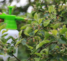 oprysk drzewa owocowego