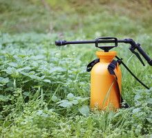 opryskiwacz w warzywniku