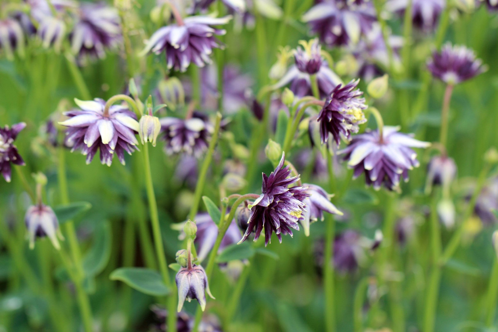 orlik pospolity aquilegia vulgaris