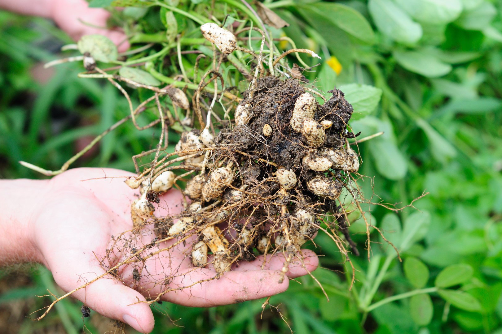 orzechy ziemne arachidowe