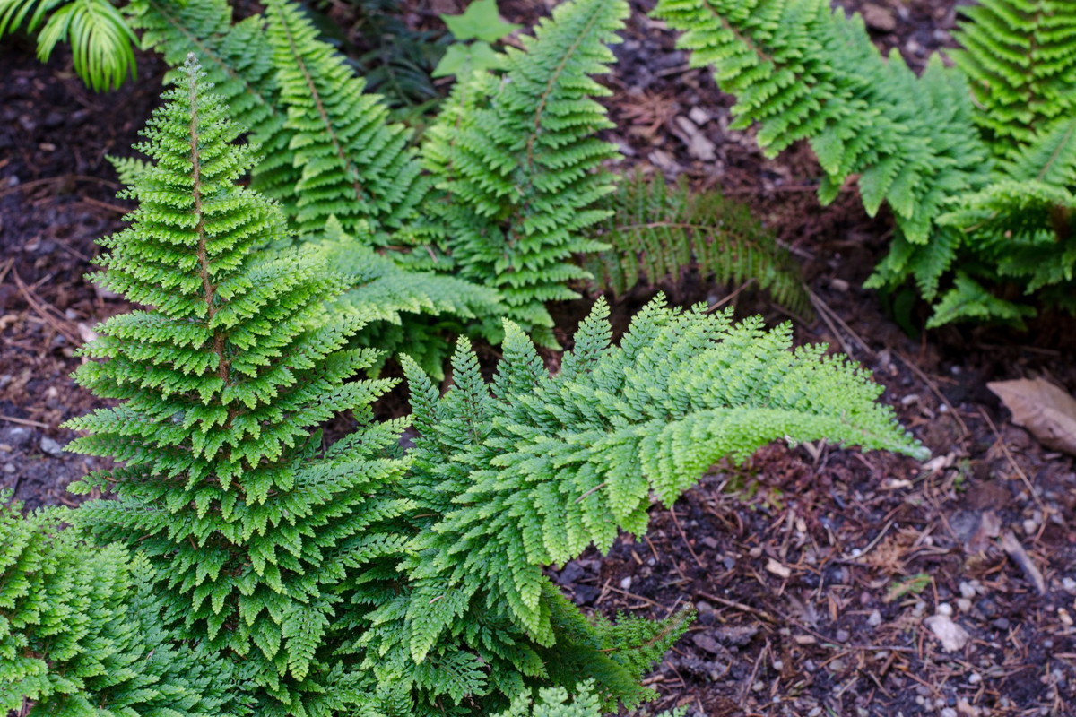 paprotnik szczecinkozębny Polystichum setiferum