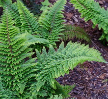 paprotnik szczecinkozębny Polystichum setiferum