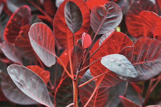 Perukowiec podolski Cotinus coggygria 'Lilla'