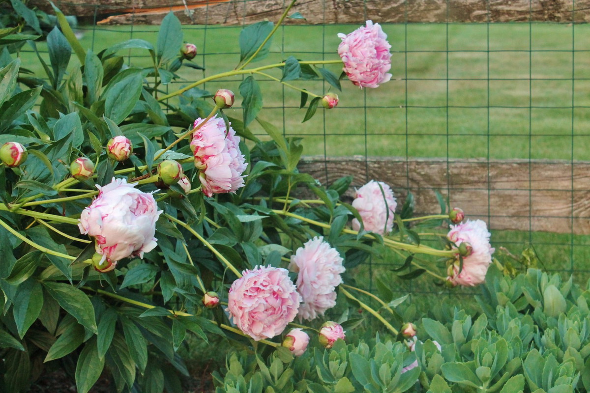 piwonie żywopłotowe