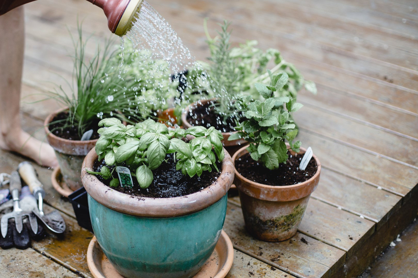 podlewanie roślin na tarasie