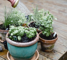 podlewanie roślin na tarasie