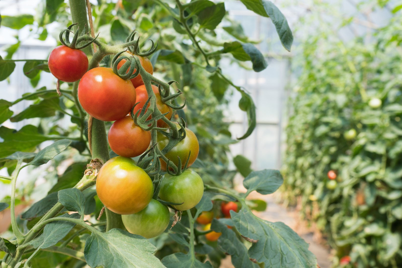 pomidory w szklarni