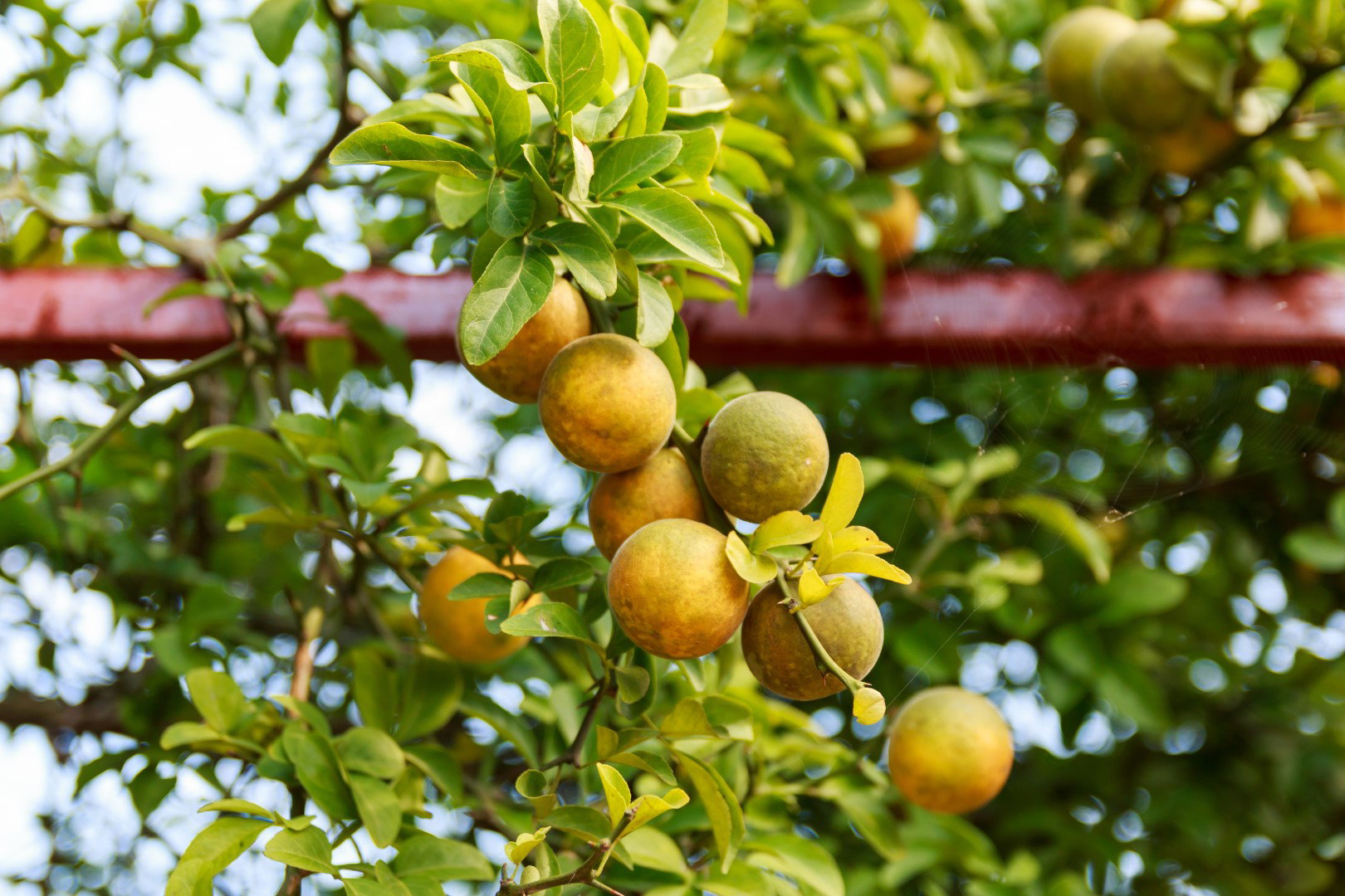 Poncyria trójlistkowa Poncirus trifoliata