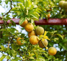 Poncyria trójlistkowa Poncirus trifoliata