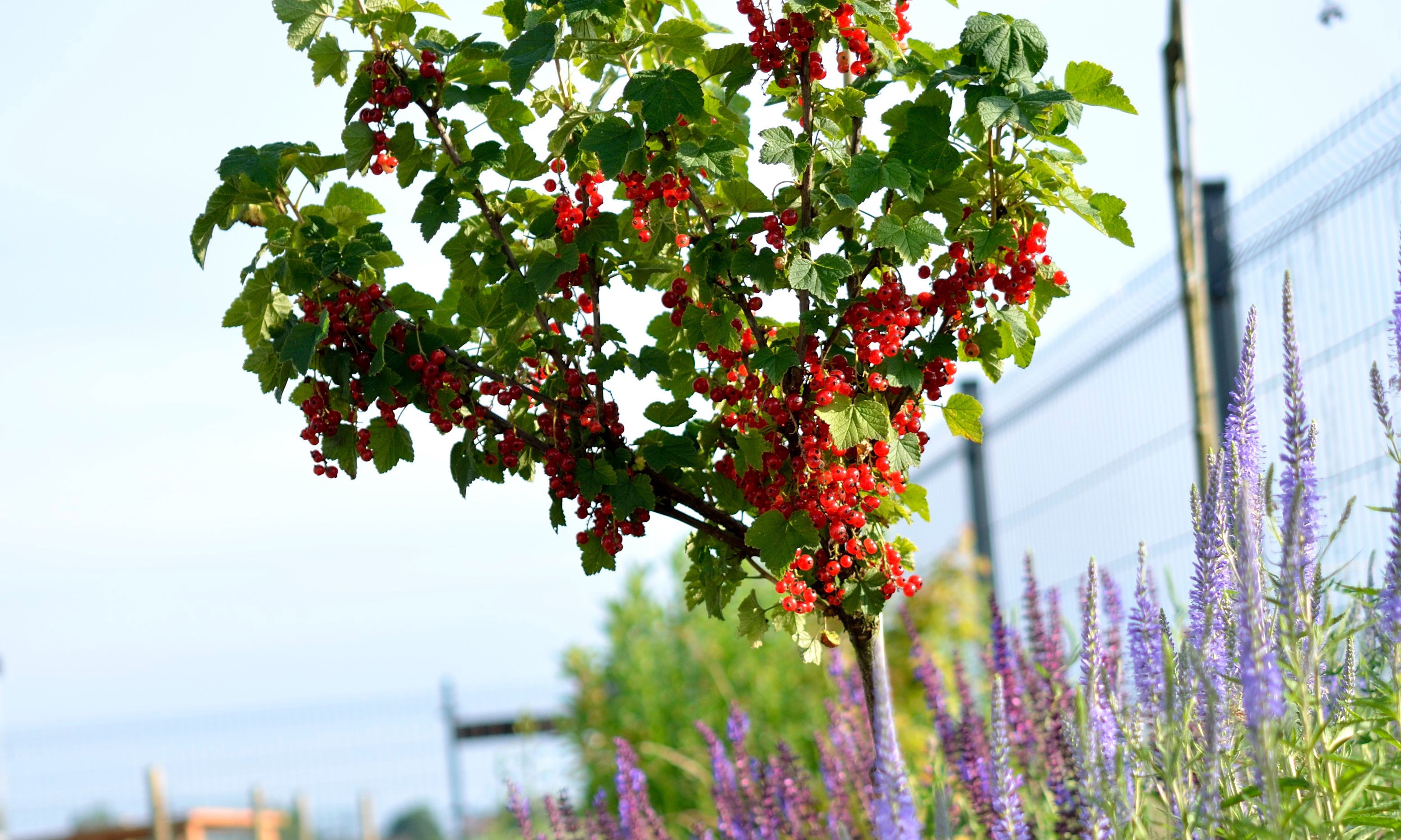 porzeczka w formie piennej