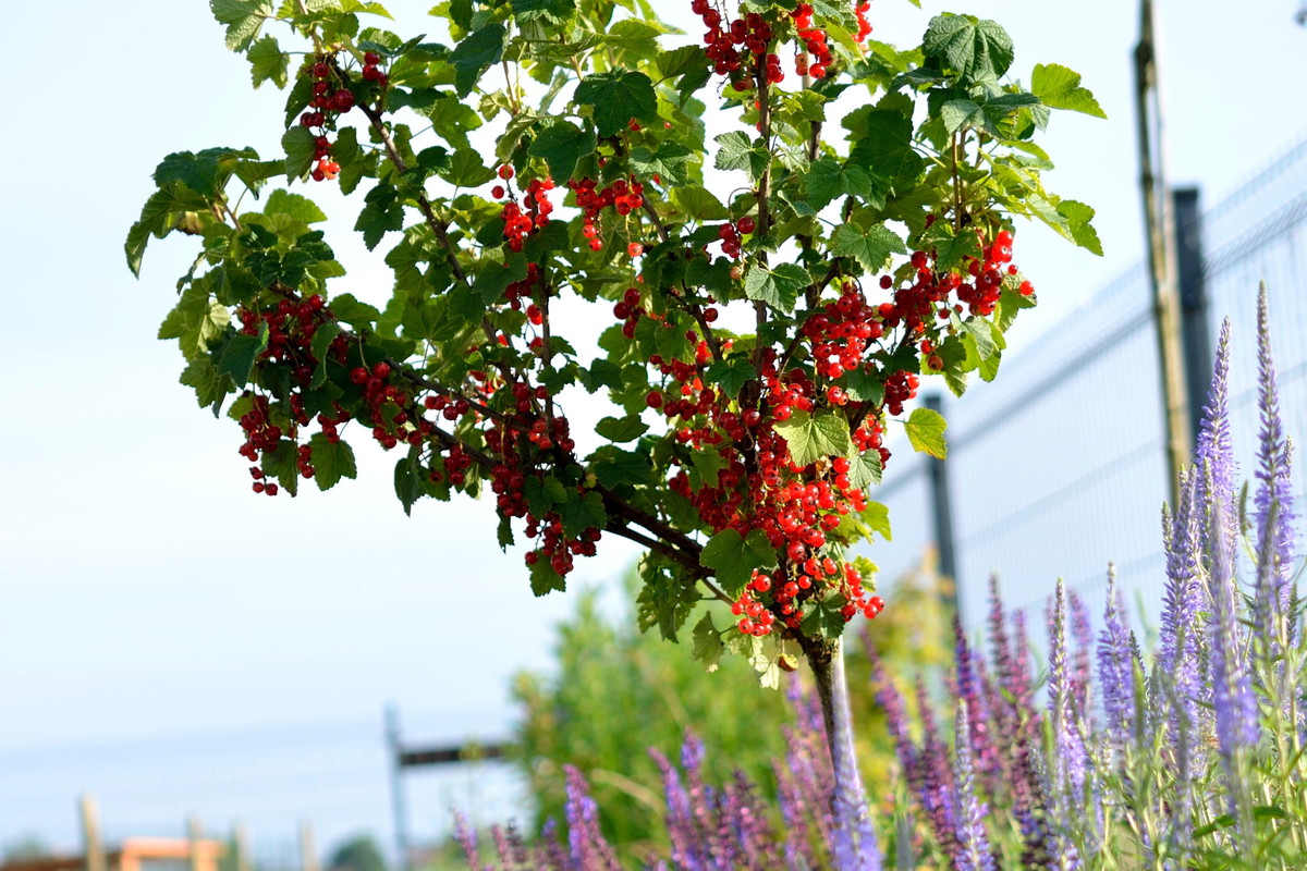 porzeczka w formie piennej