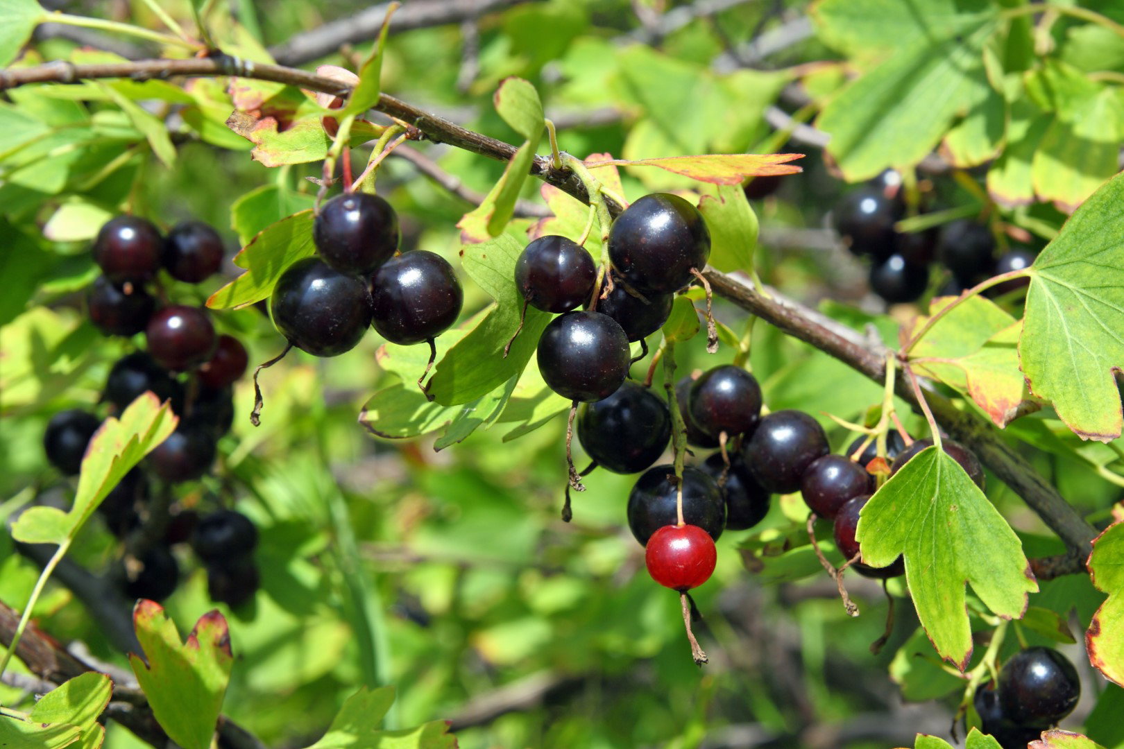 Porzeczkoagrest Ribes nidigrolaria