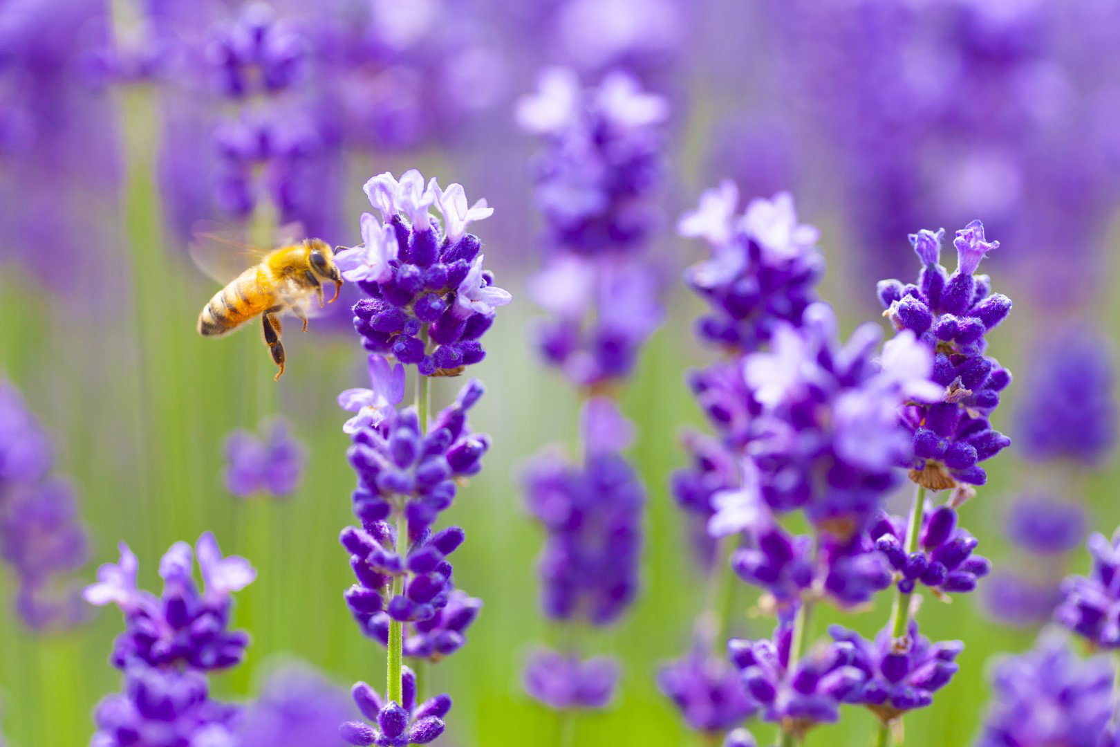 pszczoła na lawendzie